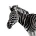 Investec zebra